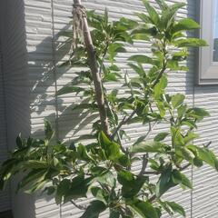 りんご　苗木　品種『王林』