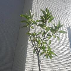 りんご　苗木　品種『王林』