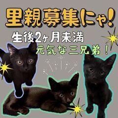 生後3ヶ月過ぎ位　元気いっぱいの黒猫3兄弟【8月13日(日曜日)...