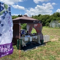 ブルーベリー狩り 食べ放題 土日開催中（8月19日20日）