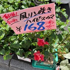 綱島ブックオフ店頭にて安く花売ります。ご来店よろしくお願いします。 - 横浜市