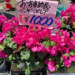 綱島ブックオフ店頭にて安く花売ります。ご来店よろしくお願いします。 − 神奈川県
