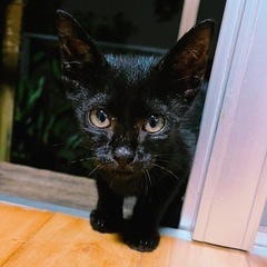 黒猫ちゃん🐾2〜3ヶ月ぐらいです