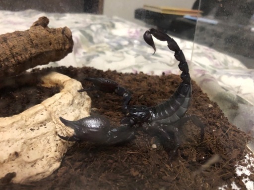 ダイオウサソリ＋レプタイルボックス+おまけ爬虫類、昆虫
