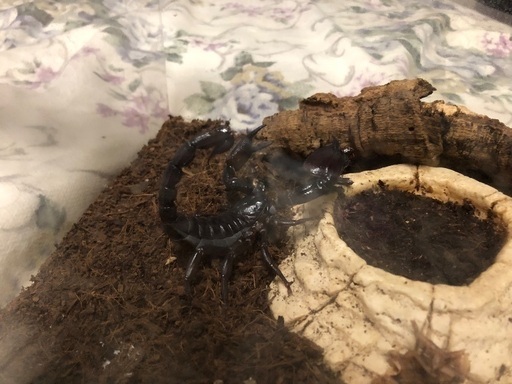 ダイオウサソリ＋レプタイルボックス+おまけ爬虫類、昆虫