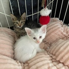 保護猫　トラ&白　4匹　２ヶ月