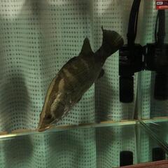 ゴジラ怪獣のたまご大型魚　アカメ
