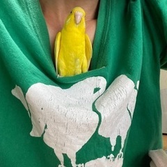 セキセイインコ　里親さがしています。 − 千葉県