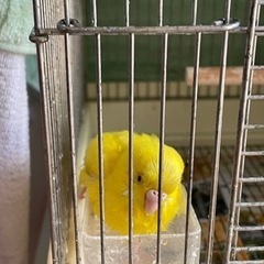 セキセイインコ　里親さがしています。 - 里親募集