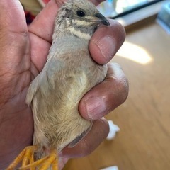 ひめうずらを、1羽ケージ付きですぐ飼える状態でお譲りいたします