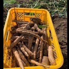 Cassava Mandioca