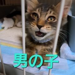 2～3か月の仔猫(女の子)※男の子は里親様決定しました！