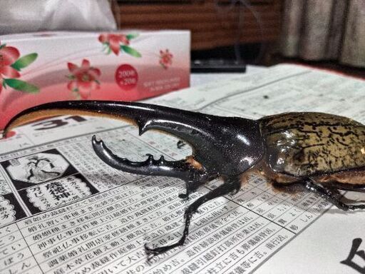 決まりました】Amazonico153㎜ヘラクレスヘラクレス 単品+アトラス