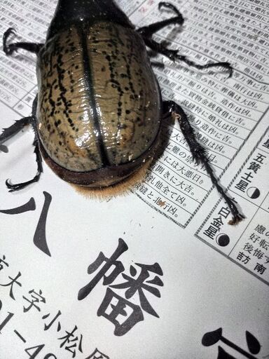 決まりました】Amazonico153㎜ヘラクレスヘラクレス 単品+アトラス