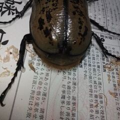 Amazonico155㎜ヘラクレスヘラクレス【ペア、単品どちらも可能】