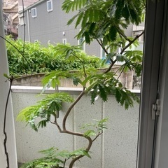 エバーフレッシュ／インテリアグリーン/観葉植物