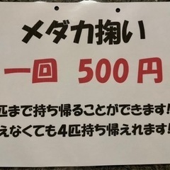 めだか掬い、めだか販売しています！！