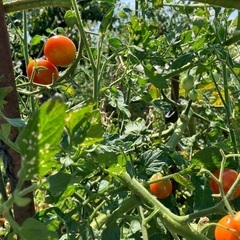 トマト　2種類　無農薬野菜　