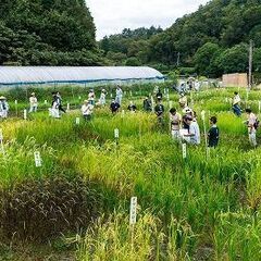 【２３０品種の在来稲見学会】