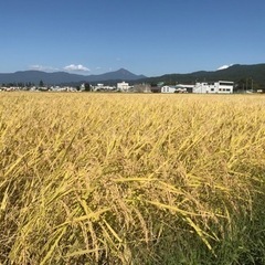 令和5年産会津コシヒカリ30kg 販売します。