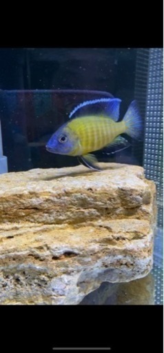 アフリカンシクリッド Aulonocara steveni Usisya WILD F1 .5-6㎝2匹セット