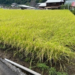 自家栽培　コシヒカリ　10kg 米　天日干し　低農薬