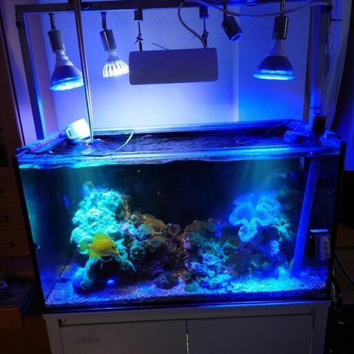 【ほぼ決まり】海水魚 90cm水槽 オーバーフロー