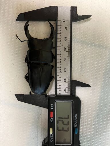 取引調整中　オオクワガタ　ペア（♂72mm程度、♀46mm程度）4ペア