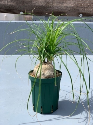 【お譲り先決定】観葉植物　トックリラン 5号