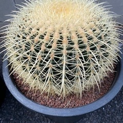 美品【MISSONI/ミッソーニ】46サイズ・イタリア製マルチカラーカーディガン-エキノカクタスグルソニー　金鯱サボテン　12号