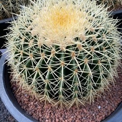 美品【MISSONI/ミッソーニ】46サイズ・イタリア製マルチカラーカーディガン-エキノカクタスグルソニー　金鯱サボテン　12号