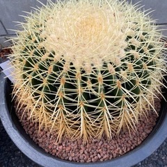 美品【MISSONI/ミッソーニ】46サイズ・イタリア製マルチカラーカーディガン-エキノカクタスグルソニー　金鯱サボテン　12号