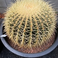 エキノカクタスグルソニー　金鯱サボテン　12号