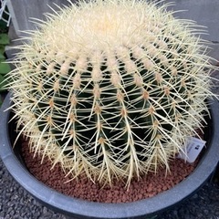 美品【MISSONI/ミッソーニ】46サイズ・イタリア製マルチカラーカーディガン-エキノカクタスグルソニー　金鯱サボテン　12号