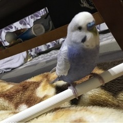 迷子　セキセイインコ　鳥