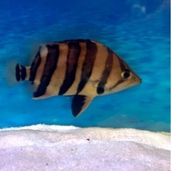 熱帯魚 ダトニオ パーフェクトバンド プラスワン
