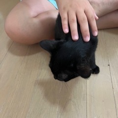 しっぽがイナズマ‼️な子猫4か月