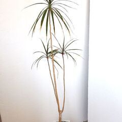 新札幌 観葉植物 ドラセナ属/鉢・受け皿付き/インテリア 高さ1...