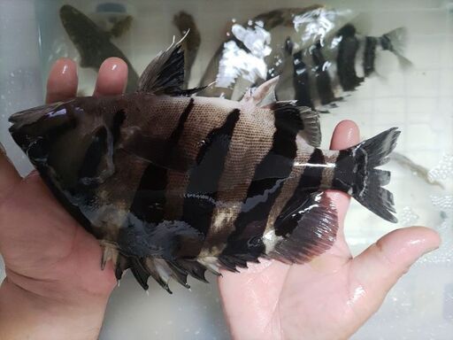 ダトニオ③