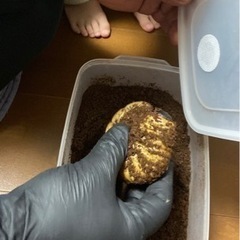 ヘラクレスオオカブト ギネス血統 3令幼虫ペア