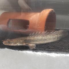 古代魚 ポリプテルス・ビキールビキール 約20cm/ビキール ビキール