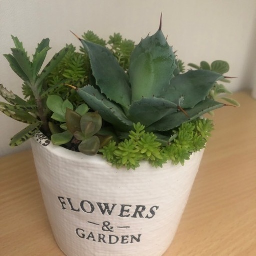 多肉植物寄せ植え③ ･:*+.