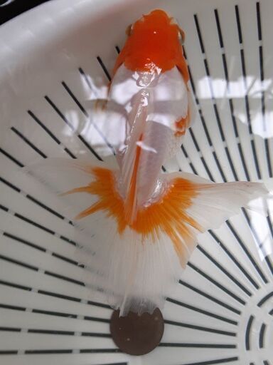 土佐錦魚・土佐錦（土佐金） 三歳①
