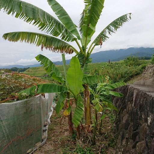 バナナの苗木(60cm〜1m60cm)