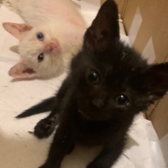 【生後2ヶ月】オッドアイの白猫とイケメン黒猫兄弟 - 猫