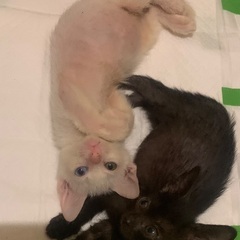 【生後2ヶ月】オッドアイの白猫とイケメン黒猫兄弟 - 大牟田市