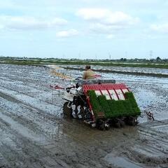無農薬栽培米こしひかり🌾令和5年産新米茨城県河内町産
