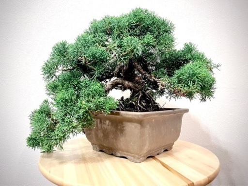 真泊盆栽