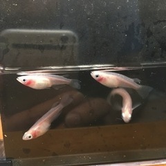 ④メダカ　紅ほっぺの幼魚　約20匹