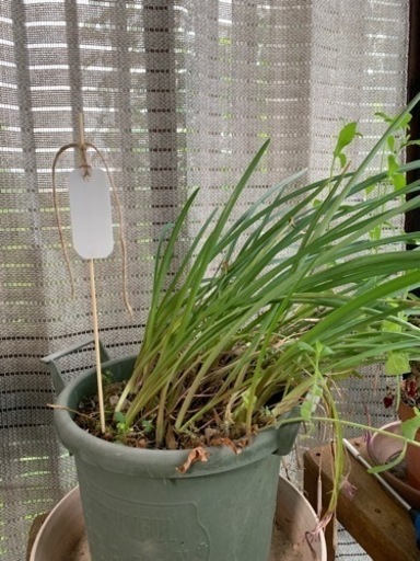 植物ネームプレート